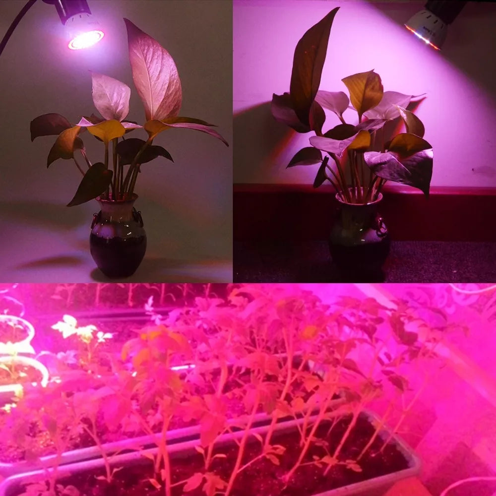 5W lampa na pestovanie rastlín