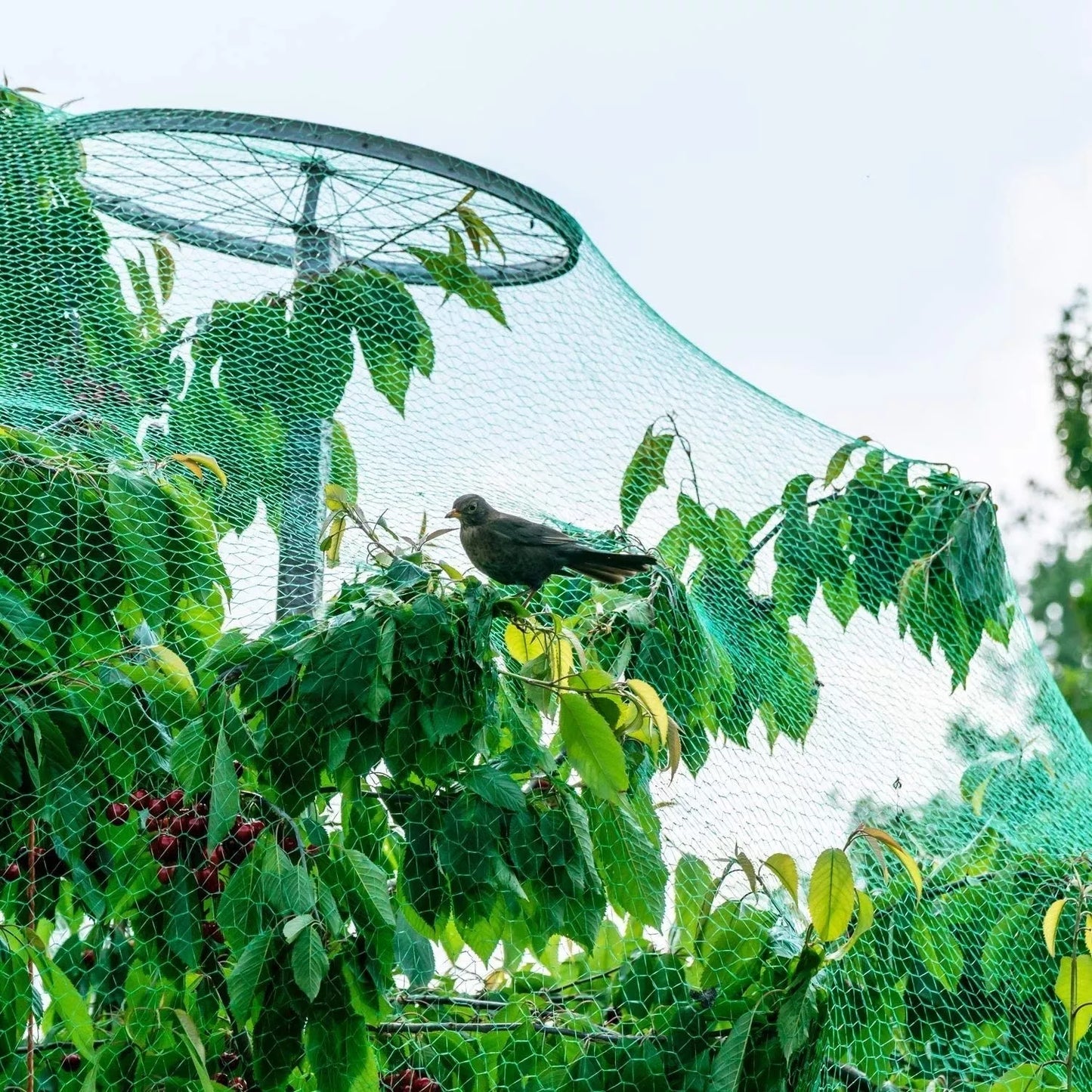 Ochranná sieť proti vtákom, 5 x 10 m