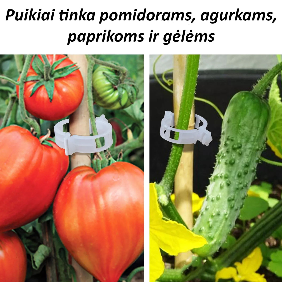 Klipy na paradajky, 50 ks.